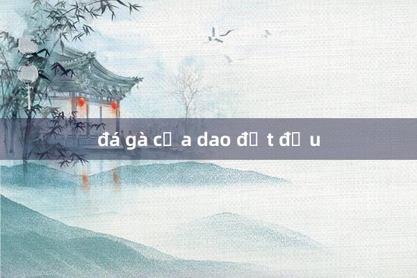 đá gà cựa dao đứt đầu